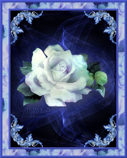 Bleu  ... jolie rose