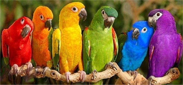 Colorido .... perroquets