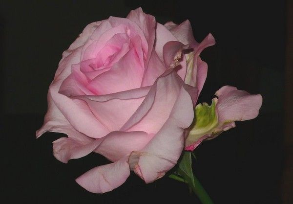Fleurs ... rose