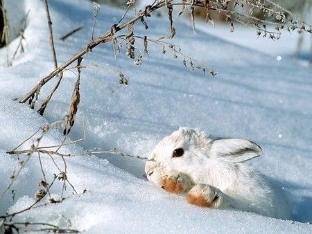 Hiver ... lapin dans la neige