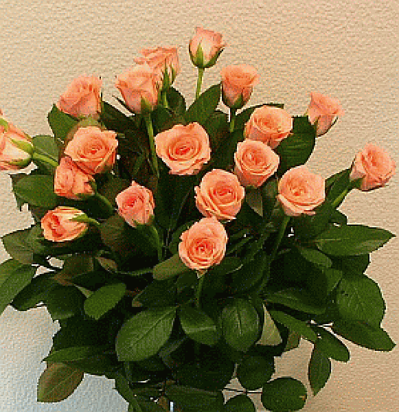 bouquet de roses ...... pour Toi, ma soeur  :-))