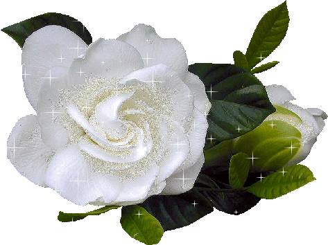 Rosas blancas animadas gif - Imagui