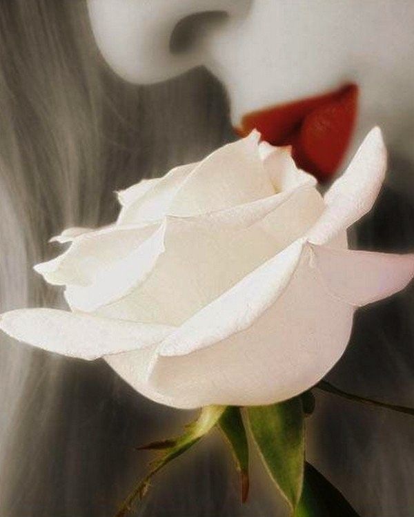 Blanc ... rose blanche