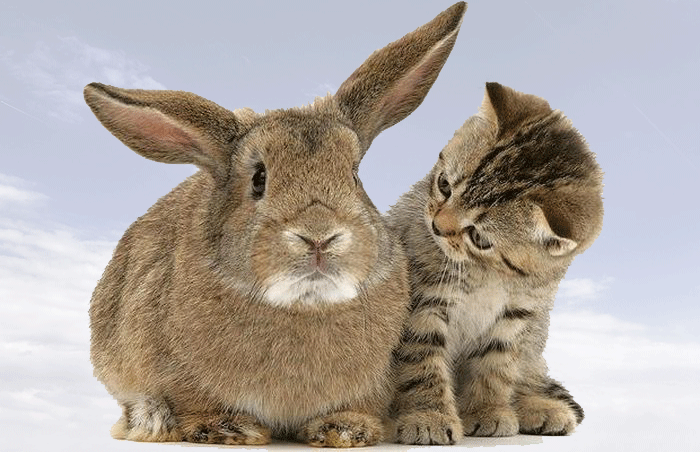 Lapin & chat ....