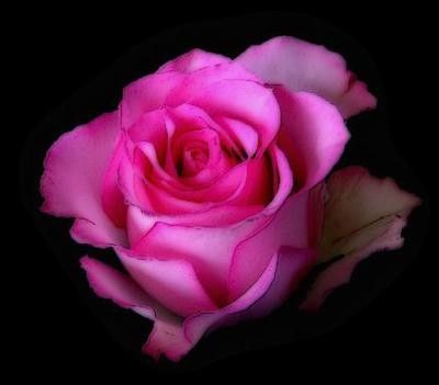 Fleur ... rose rose