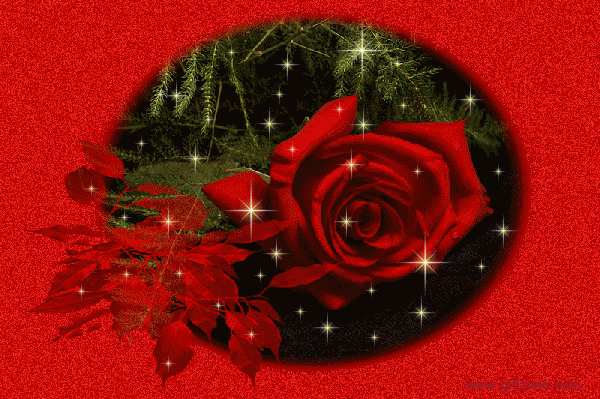 Rouge ... jolie rose
