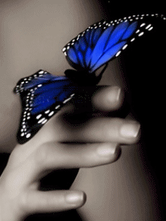 Papillons  ...