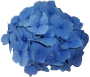 Fleur ... mini  ... hortensia bleu
