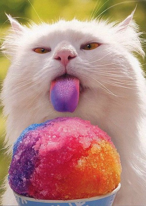 Chat   ...  une tite glace   ;-)))