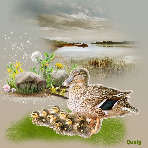 Animaux ... Canards ... Belle image