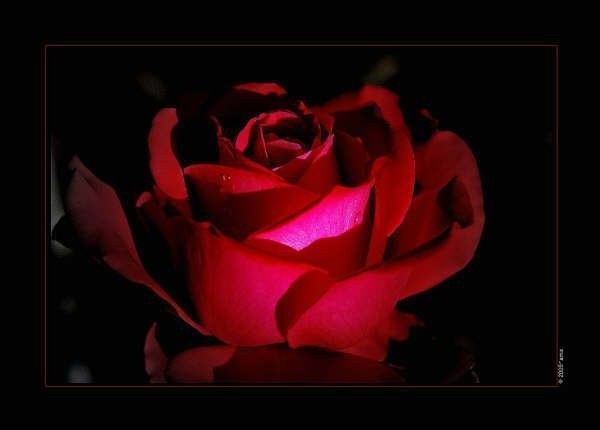 Rouge  ... jolie rose