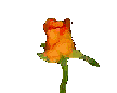 Orange ... mini rose