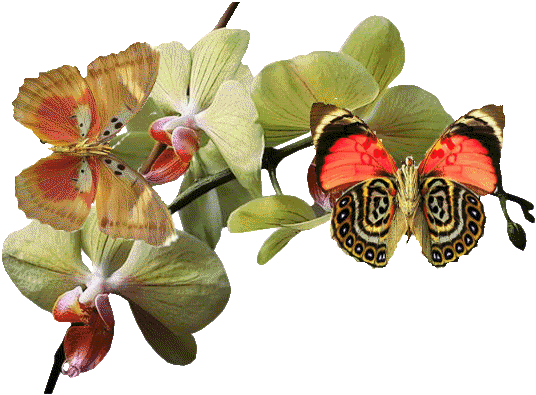 Animaux ... Papillons & orchidée