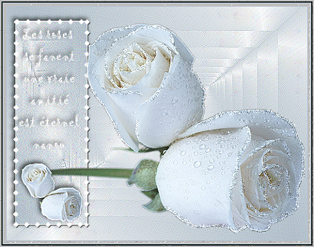 Blanc comme ... roses