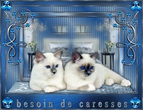 Chats  ... Belle image