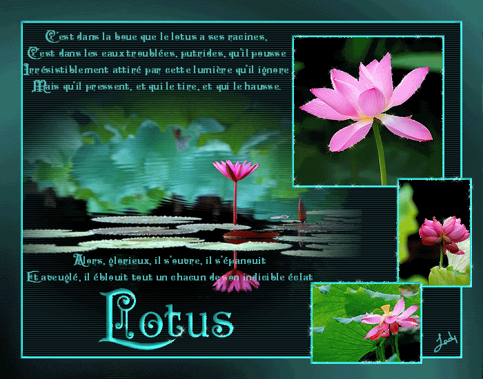 Fleur  ... lotus