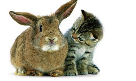 Animaux divers .... chat et lapin          