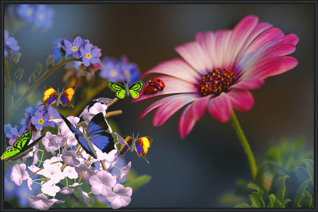 Papillons   & fleurs