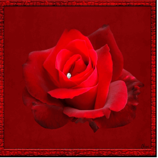 Fleur ... Rose