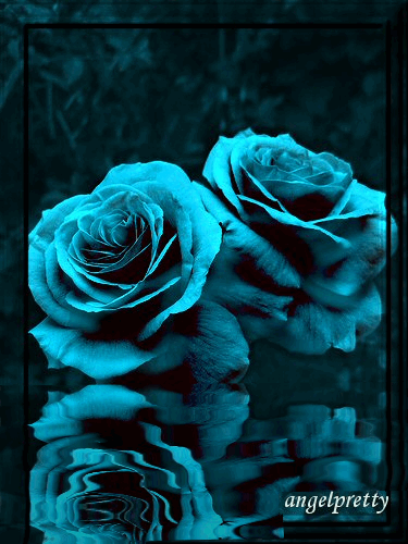 Bleu  ... des roses  pour Vous ...