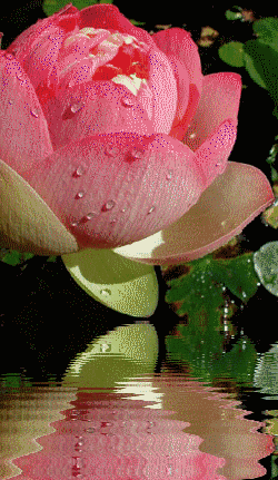 Rose  ... fleu de lotus