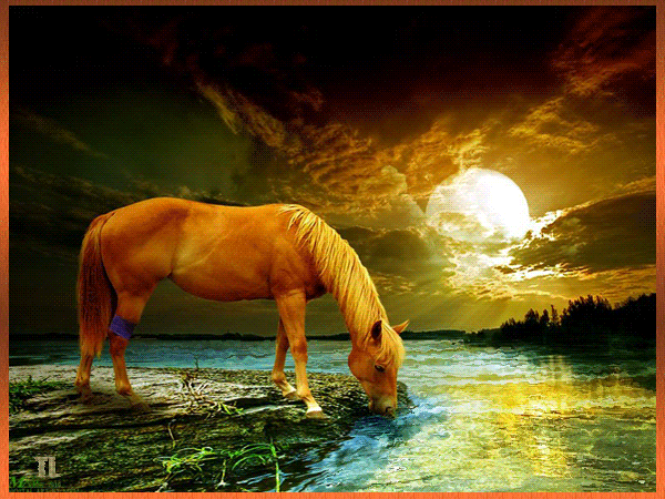 Cheval ... Belle image