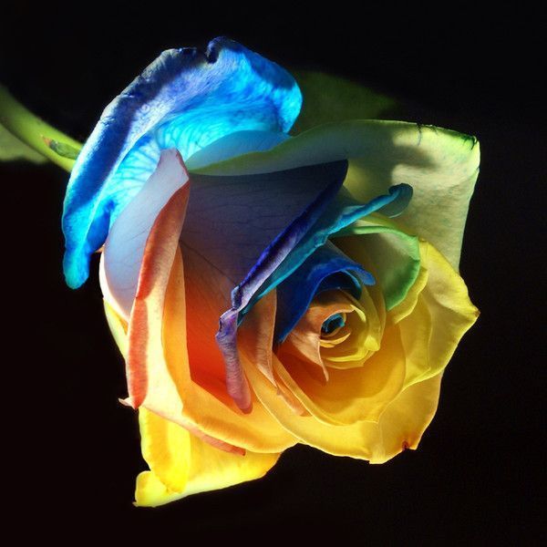 Colorido ... jolie rose
