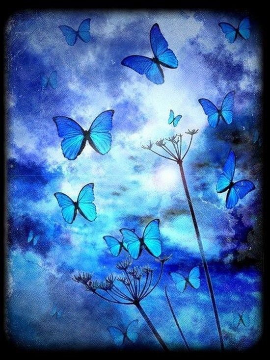 Papillons  ... 