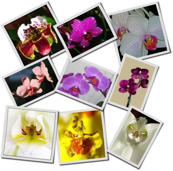 orchidées .. pour Yvonne bien sûr  ;-))