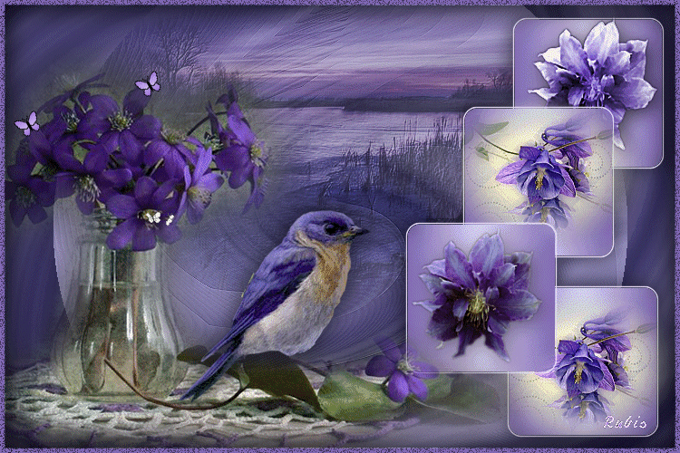 Mauve   Violet  .... Belle image  ... Oiseau