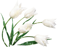 Blanc  ... tulipes  