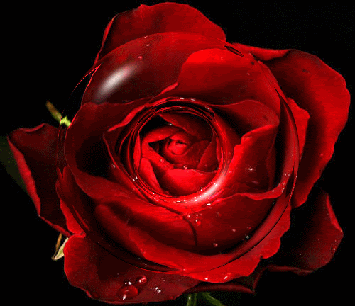 Rouge  ...  magnifique rose rouge