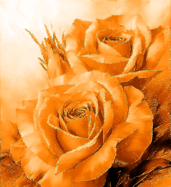 Orange ... jolies roses