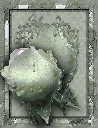 Argent ... jolie rose