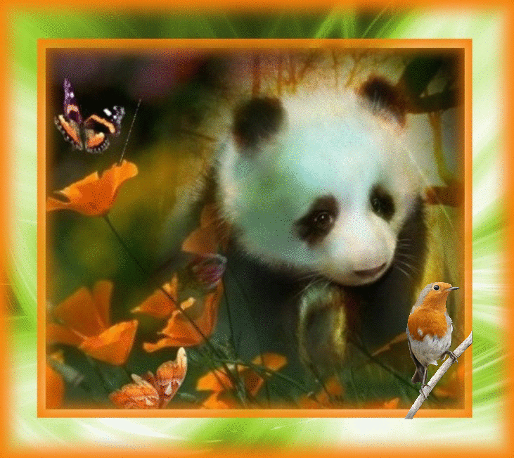Panda ... Belle image