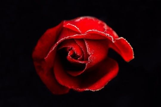 Fleur ... Rose 