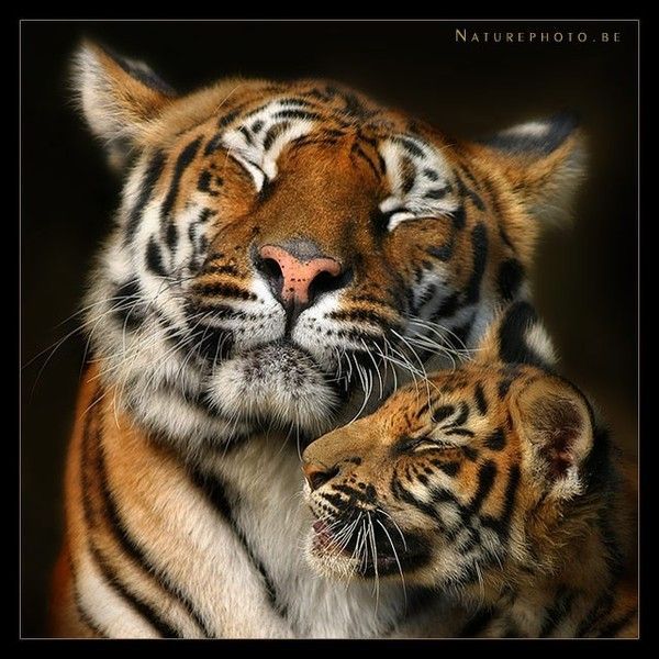 Félins ... tigres