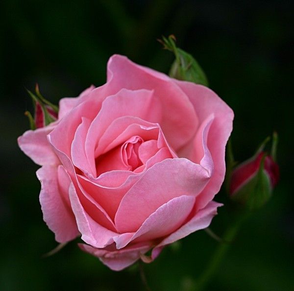 rose ...  jolie rose