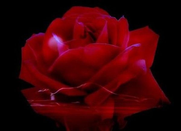 Rouge ... jolie rose