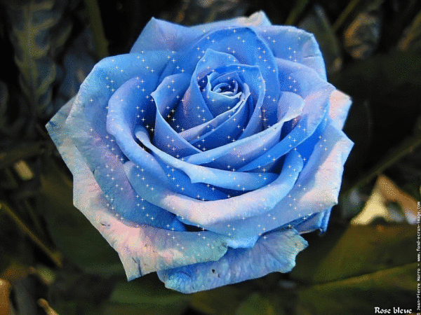 Une belle rose bleue .. rose d'Amitié ;-)))