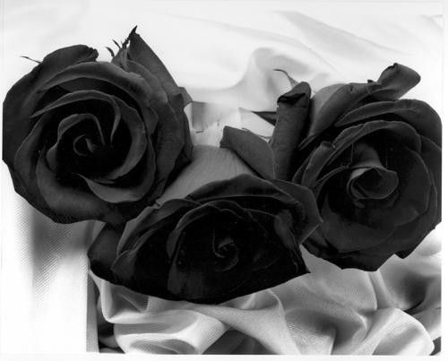 Noir ... roses noires