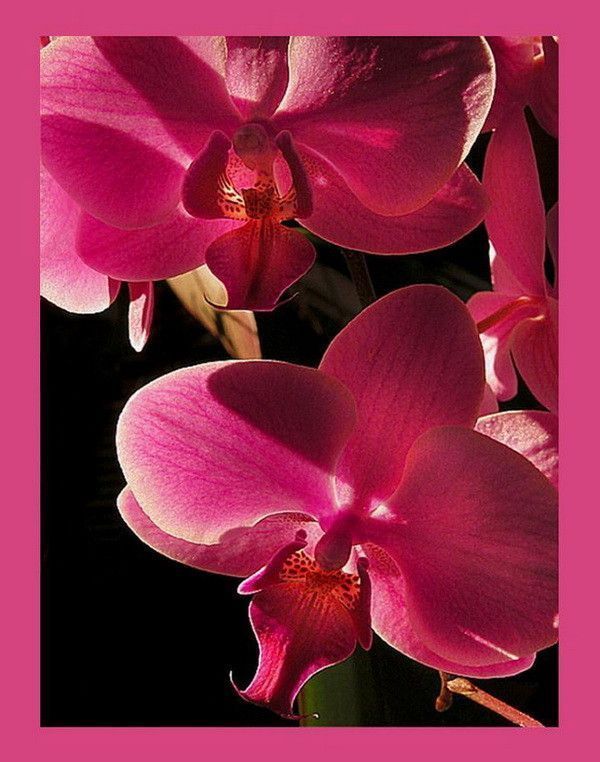 rose ...  orchidée  