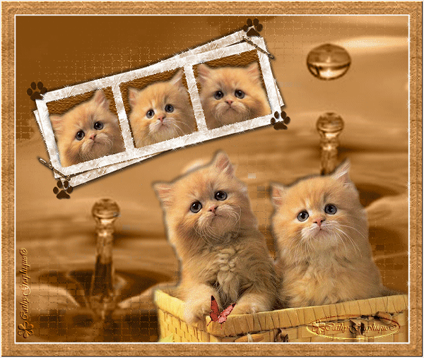 Chats .. Belle image