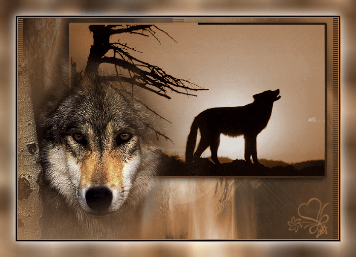 Loups ... Belle image