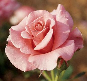 Rose ...   jolie rose