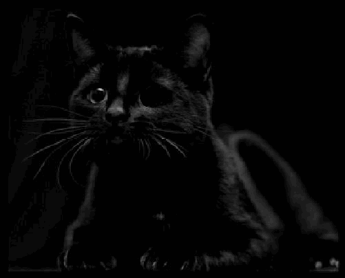 Noir ... chat