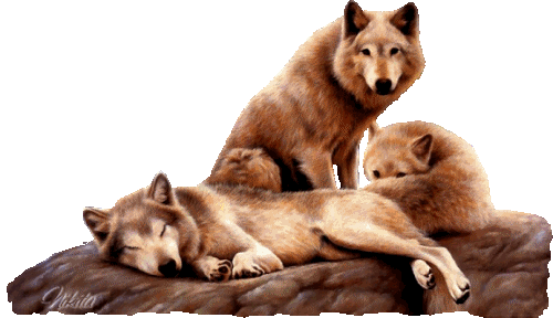 Loups .... Belle image