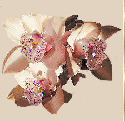 Bela orquídea ...  para você, querida Yvonne ..