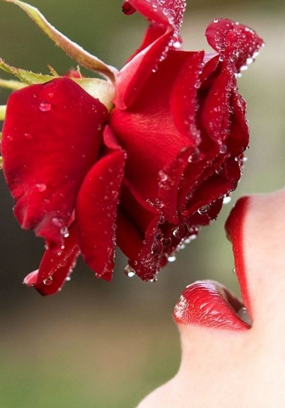 Rouge  ... Rose
