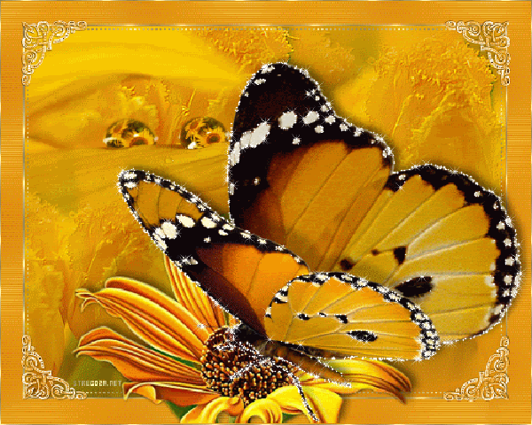 Jaune  ... belle image ... papillon